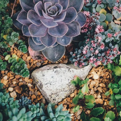 meditation center, diversity & inclusion, image of succulents