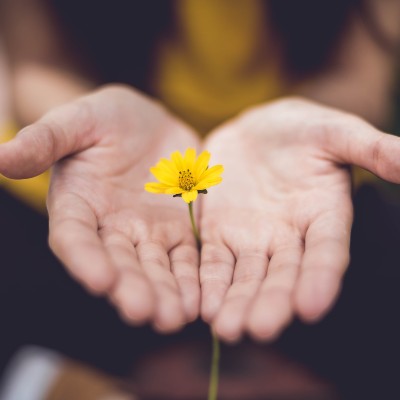 Spiritual Friends (KM) Groups, image of hands cupping a flower