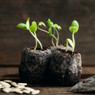 learn how to meditate videos, image of seedlings sprouting