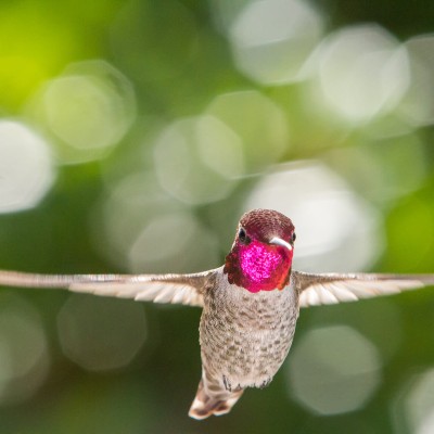 Second Sunday Dharma, image of a humming bird